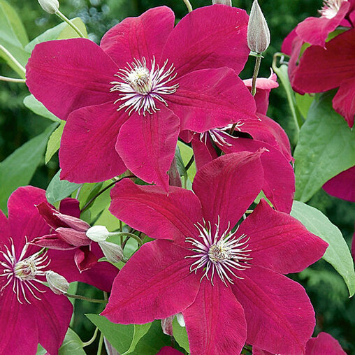 Clematis rood