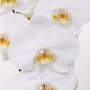 Bloemen orchidee 'Dame Blanche' (Phalaenopsis Midiflora)