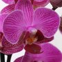 Close-up bloemen orchidee 'Perceval'