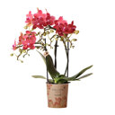 Congo orchidee rood