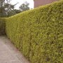 Thuja occidentalis 'Frieslandia'