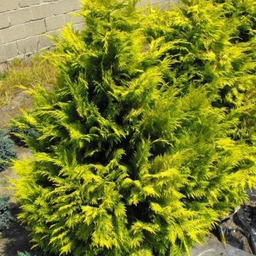Chamaecyparis lawsoniana 'Golden Wonder'