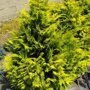 Chamaecyparis lawsoniana 'Golden Wonder'