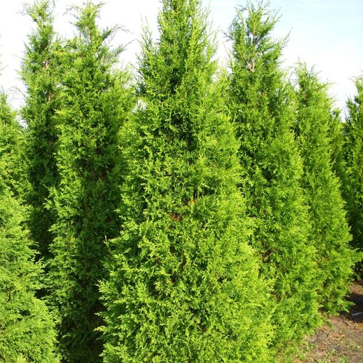 Coniferenhaag Lawsoniana 'Ilona' (Chamaecyparis lawsoniana 'Ilona')