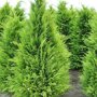Chamaecyparis lawsoniana 'Stardust'