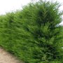 Cupressocyparis leylandii '2001'
