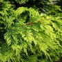 Cupressocyparis leylandii 'Castlewellan Gold' close up