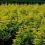 Cupressocyparis leylandii 'Gold Rider'