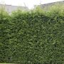 Cupressocyparis leylandii haag