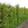 Thuja occidentalis 'Brabant'