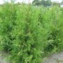 Thuja occidentalis 'Frieslandia'