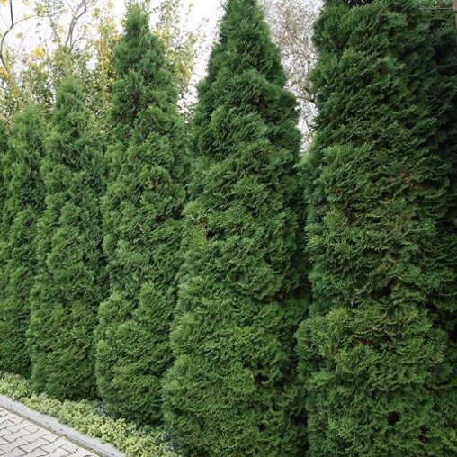 Thuja occidentalis 'Holmstrup'