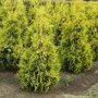 Thuja occidentalis 'Yellow Ribbon'