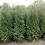 Thuja plicata 'Excelsa'