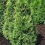 Thuja plicata 'Gelderland'