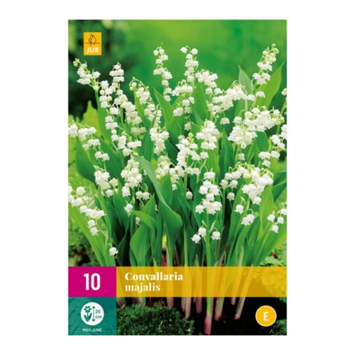 Lelietje-van-dalen bollen (XXL zak van 10 stuks)