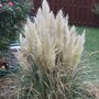 Cortaderia selloana 'Pumila' solitair