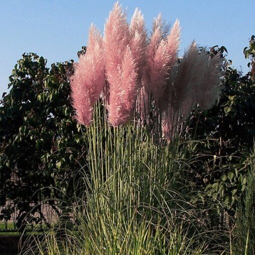 Cortaderia selloana 'Rosea'