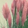 Cortaderia selloana 'Rosea'