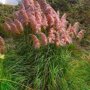 Cortaderia selloana 'Rosea'