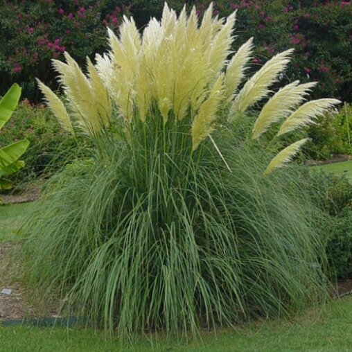 Cortaderia selloana