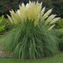 Cortaderia selloana