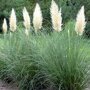 Cortaderia selloana 'Pumila'
