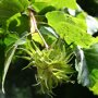 Boomhazelaar (Corylus colurna) hazelnoten