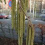Boomhazelaar (Corylus colurna) katjes