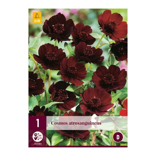 Chocoladecosmos bol (zak van 1 stuk)