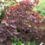 Cotinus coggygria