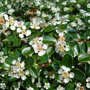 Cotoneaster dammeri / dwergmispel