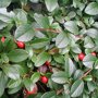 Cotoneaster dammeri / dwergmispel