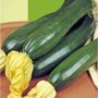 Courgette Black Beauty - Verte de Milan