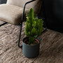 Cowboycactus Euphorbia sfeer
