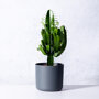 Cowboycactus Euphorbia in elho pot