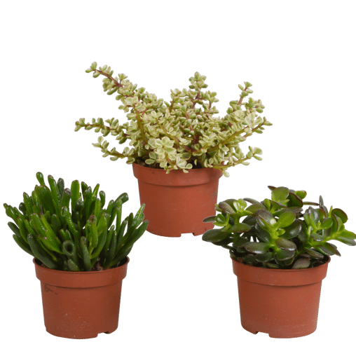 Crassula mix 3 stuks in 10,5 cm pot