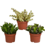 Crassula mix 3 stuks in 10,5 cm pot