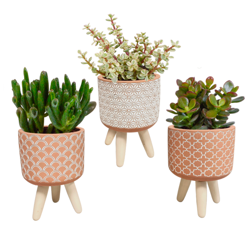 Crassula mix 3 stuks in terra 8,5 cm betonpot op pootjes