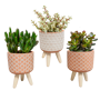 Crassula mix 3 stuks in terra 8,5 cm betonpot op pootjes