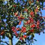 Crataegus lavalleei 'Carrierei' bessen