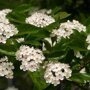 Crataegus lavalleei 'Carrierei' bloemen