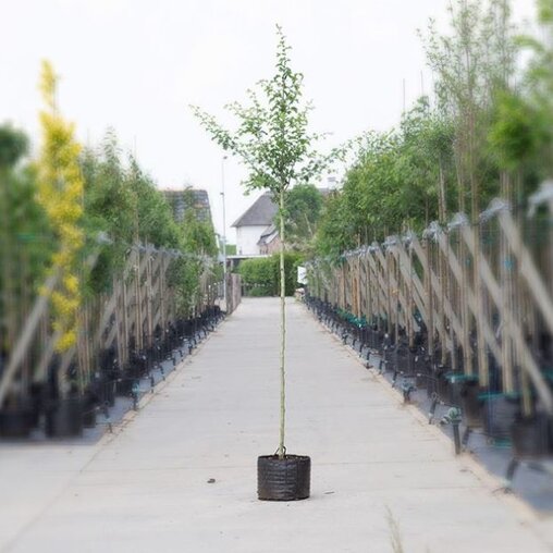 Crataegus lavalleei 'Paul's Scarlet'