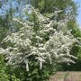 Eenstijlige meidoorn (Crataegus monogyna) in bloei