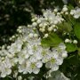 bloemen van de Eenstijlige meidoorn (Crataegus monogyna)