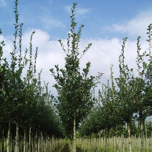 Crataegus lavalleei 'Carrierei'