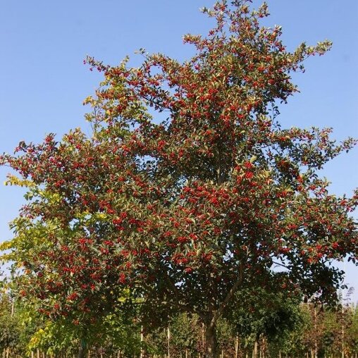 Meidoorn (Crataegus lavalleei)