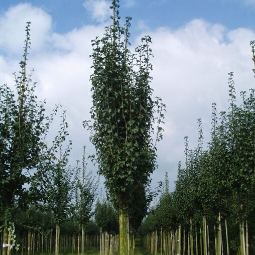 Zuil meidoorn (Crataegus monogyna 'Stricta')