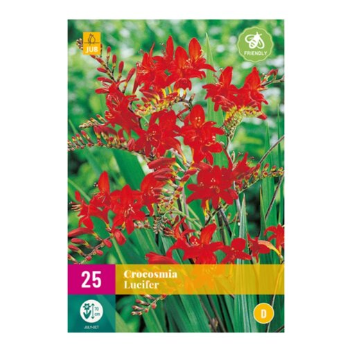 Crocosmia bollen Lucifer (XXL zak van 25 stuks)