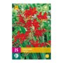 Crocosmia bollen Lucifer (XXL zak van 25 stuks)